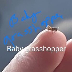 Meet your Posher, Joan